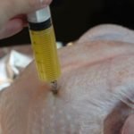 injecting butter into a turkey