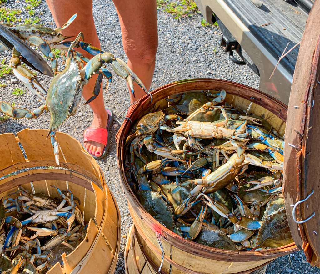 Live Maryland Blue Crabs for steaming