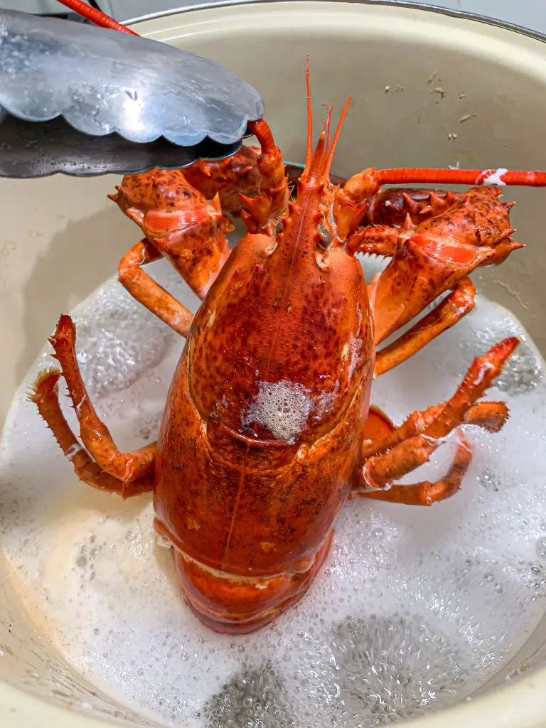 Boiled lobster in salted water with real salt