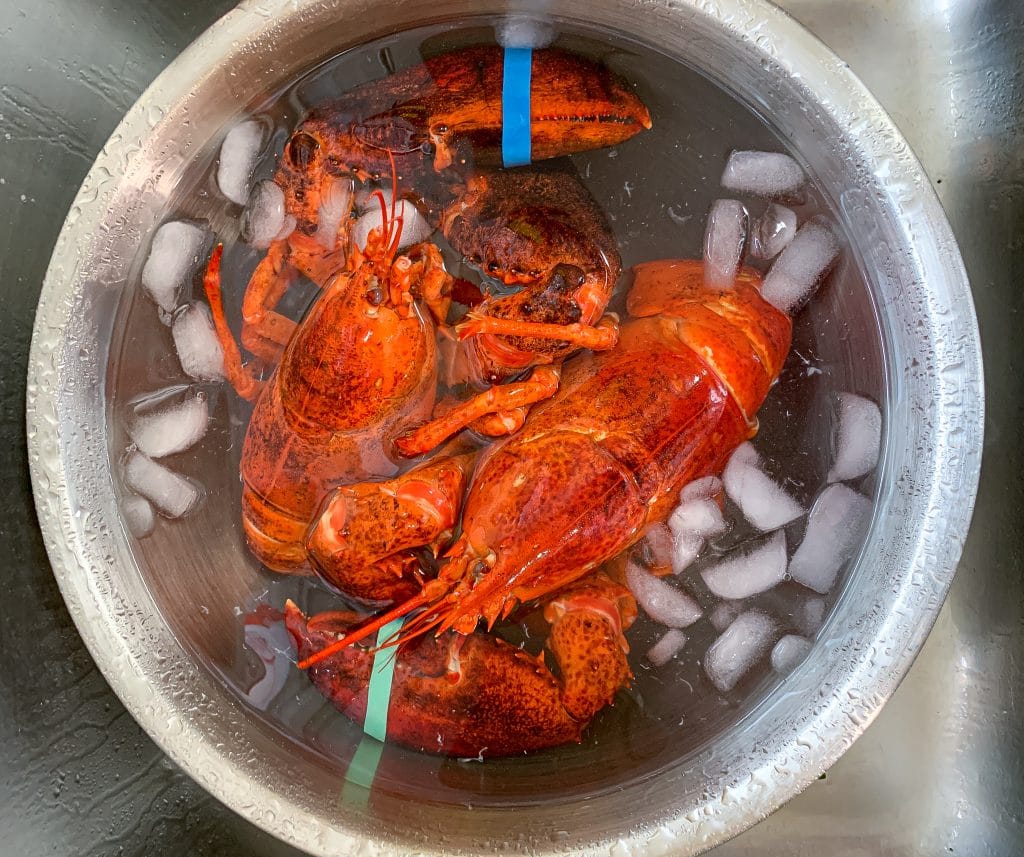 lobster chilled in ice water to stop the cooking process