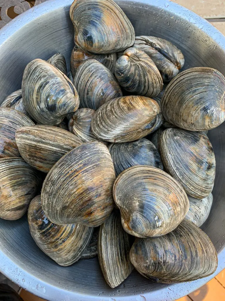 fresh cherrystone clams for clams casino