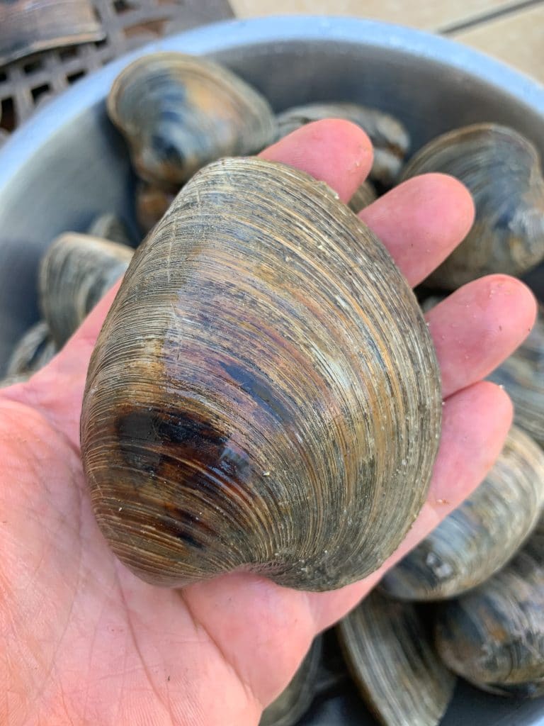 cherrystone clams as big as the palm of my hand