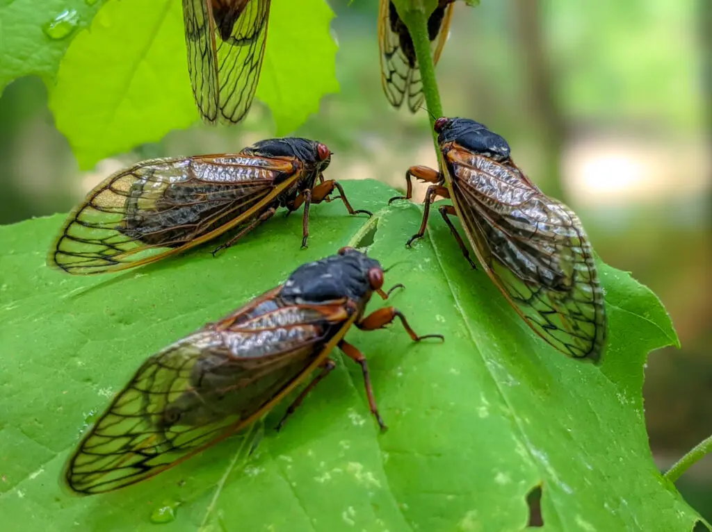 wild cicadas sitting on a branch