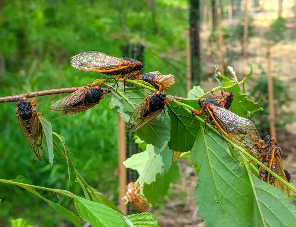 wild cicadas sitting on a branch